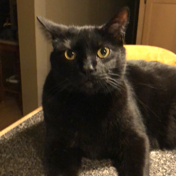 Meet your Posher, Kay - Picture 1 of 1